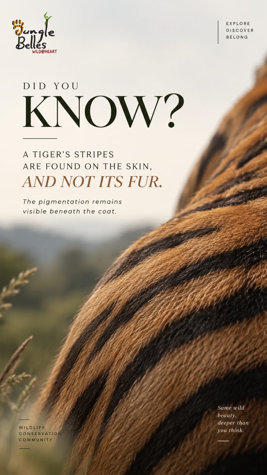 Jungle Belles - Did You Know Tiger Stripes Instagram Story